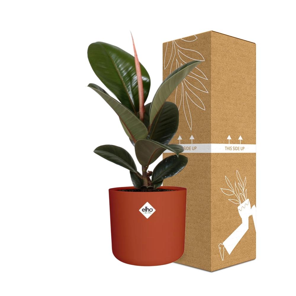 Ficus Elastica ‘Robusta’ in ELHO b.for soft rond 14cm brique - Pflanzfix24