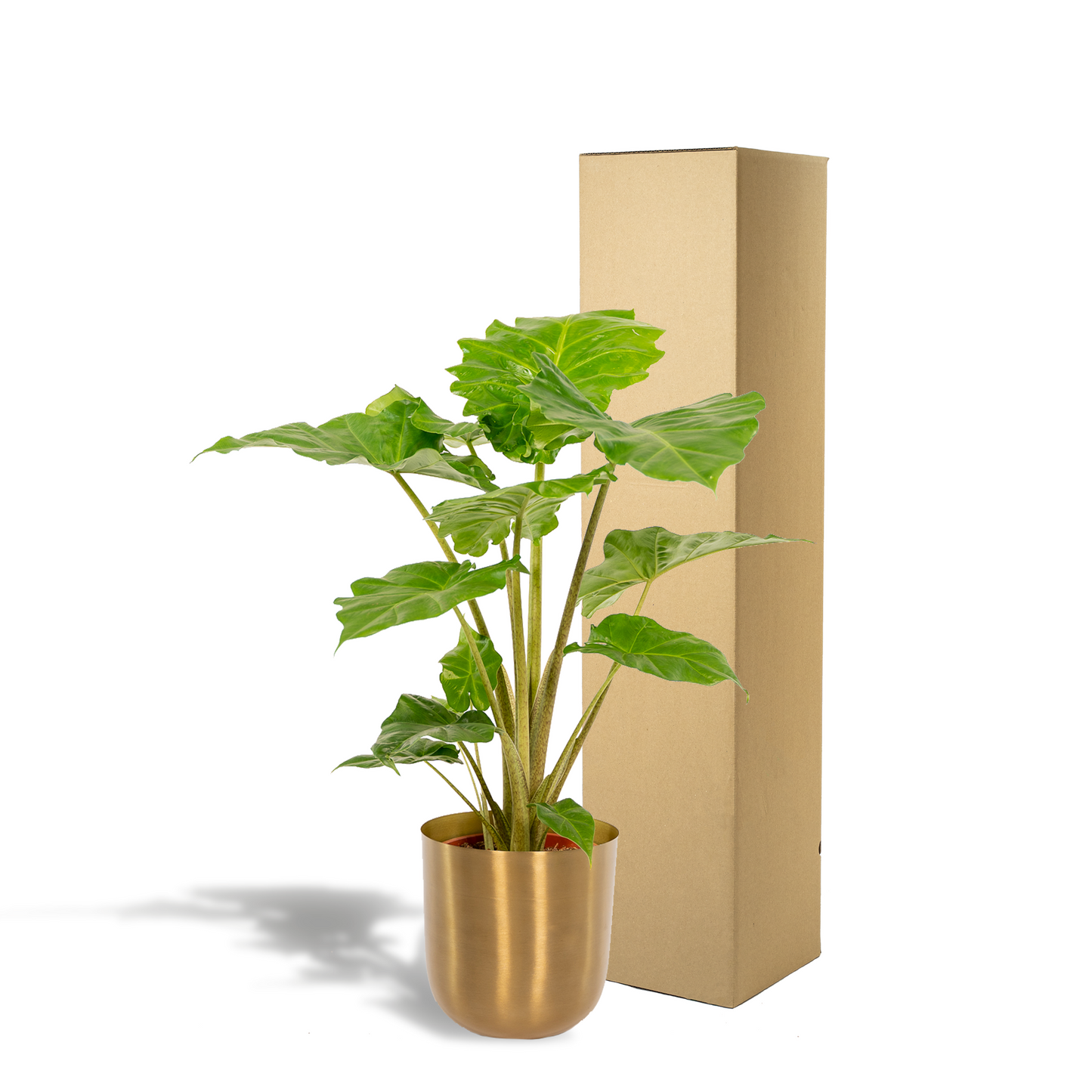 Alocasia Portodora - Ø21cm - ↕80cm + Topf Mayk Gold - Pflanzfix24