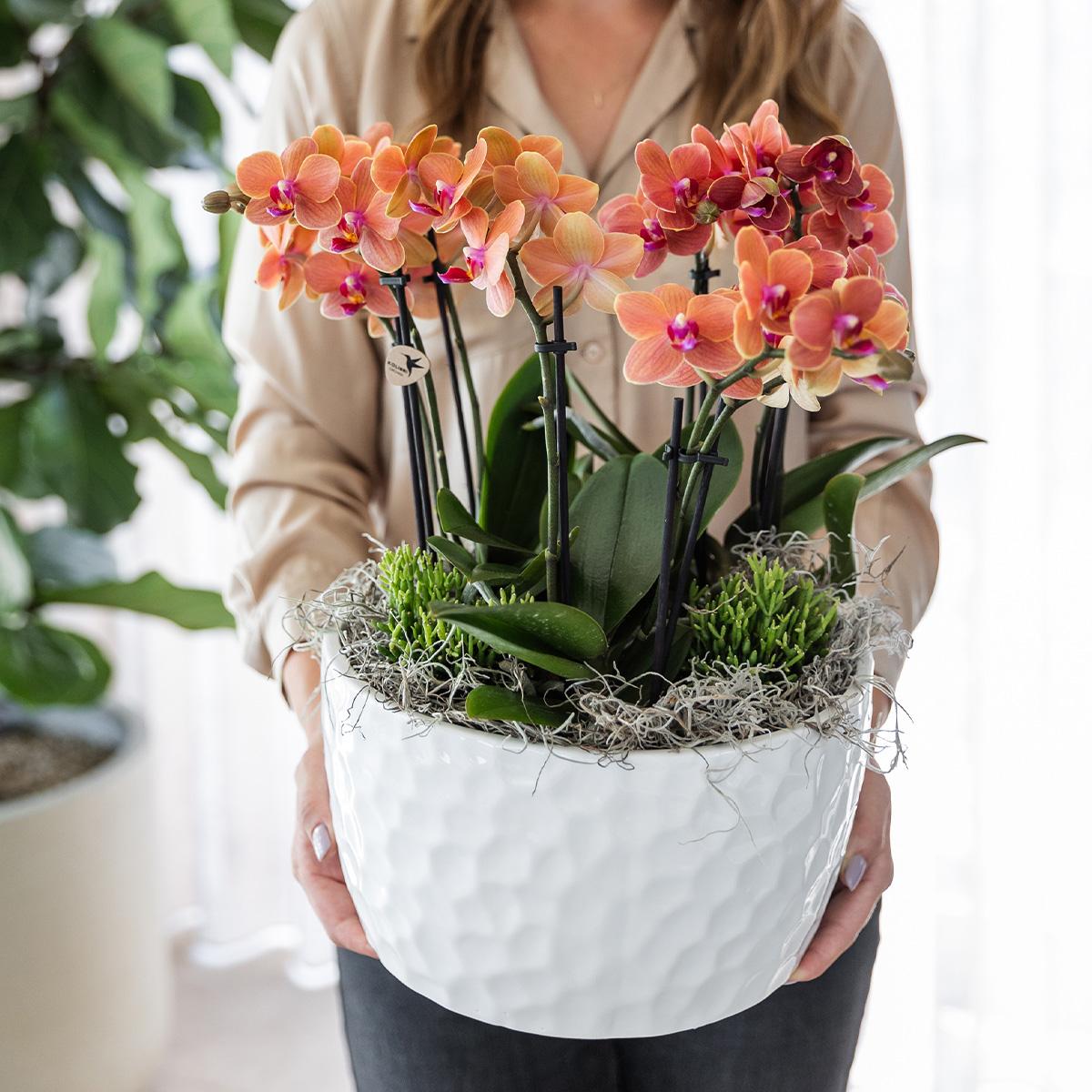 Orangenes Orchideen-Pflanzenset mit Wasserreservoir | Pflanzfix24.de - Pflanzfix24.de