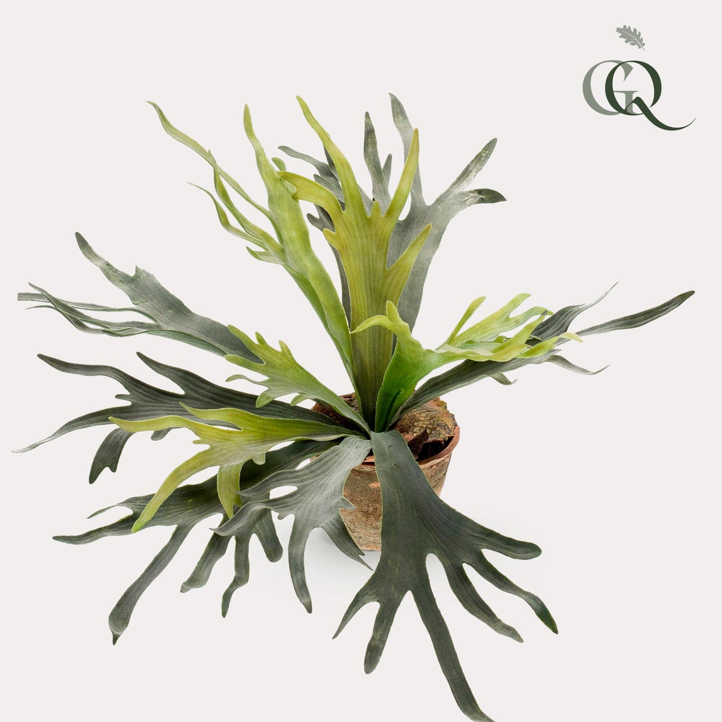 Kunst-Staghorn Farn 50 cm – Geweihfarn | Pflanzfix24.de - Pflanzfix24.de