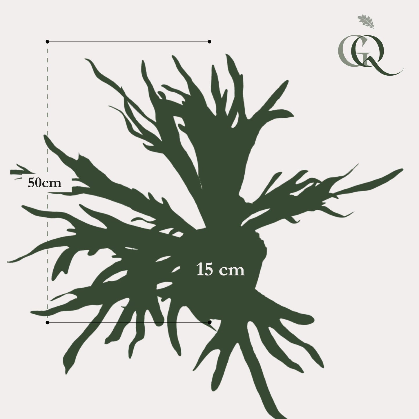 Kunst-Staghorn Farn 50 cm – Geweihfarn | Pflanzfix24.de - Pflanzfix24.de