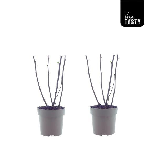 Ficus Bornholm (15017) - 2er Set - Ø15cm - ↕40cm bei Pflanzfix24.de - Pflanzfix24.de