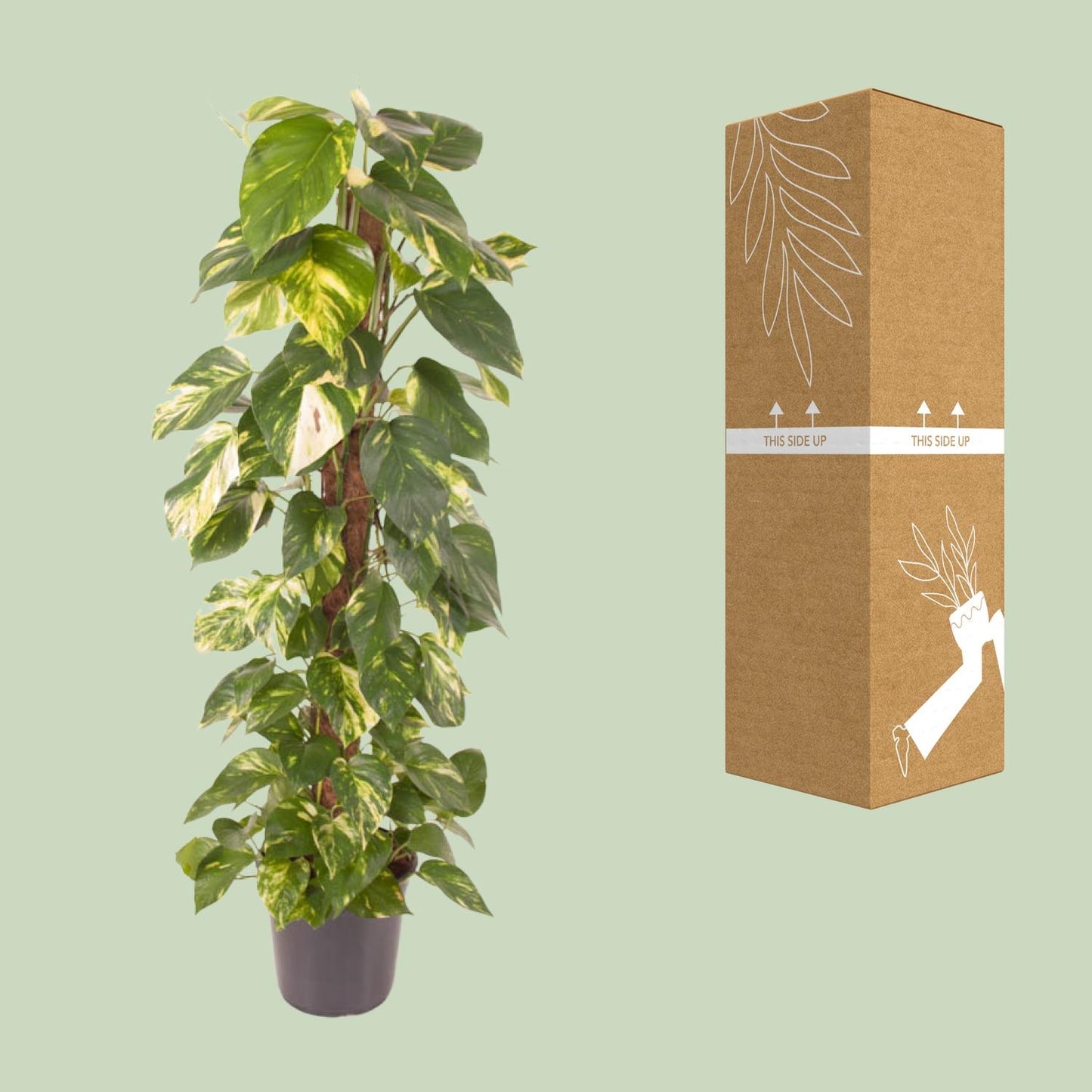 Epipremnum Pinnatum - Goldener Efeu - Ø24cm - Pflanzfix24