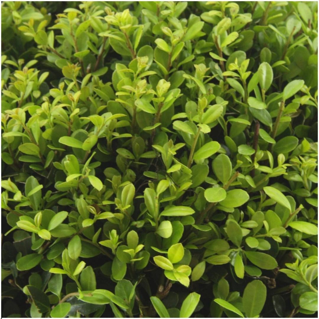 24x Ilex crenata 'Jenny' - 24 x Ø7 cm - pflanzfix24