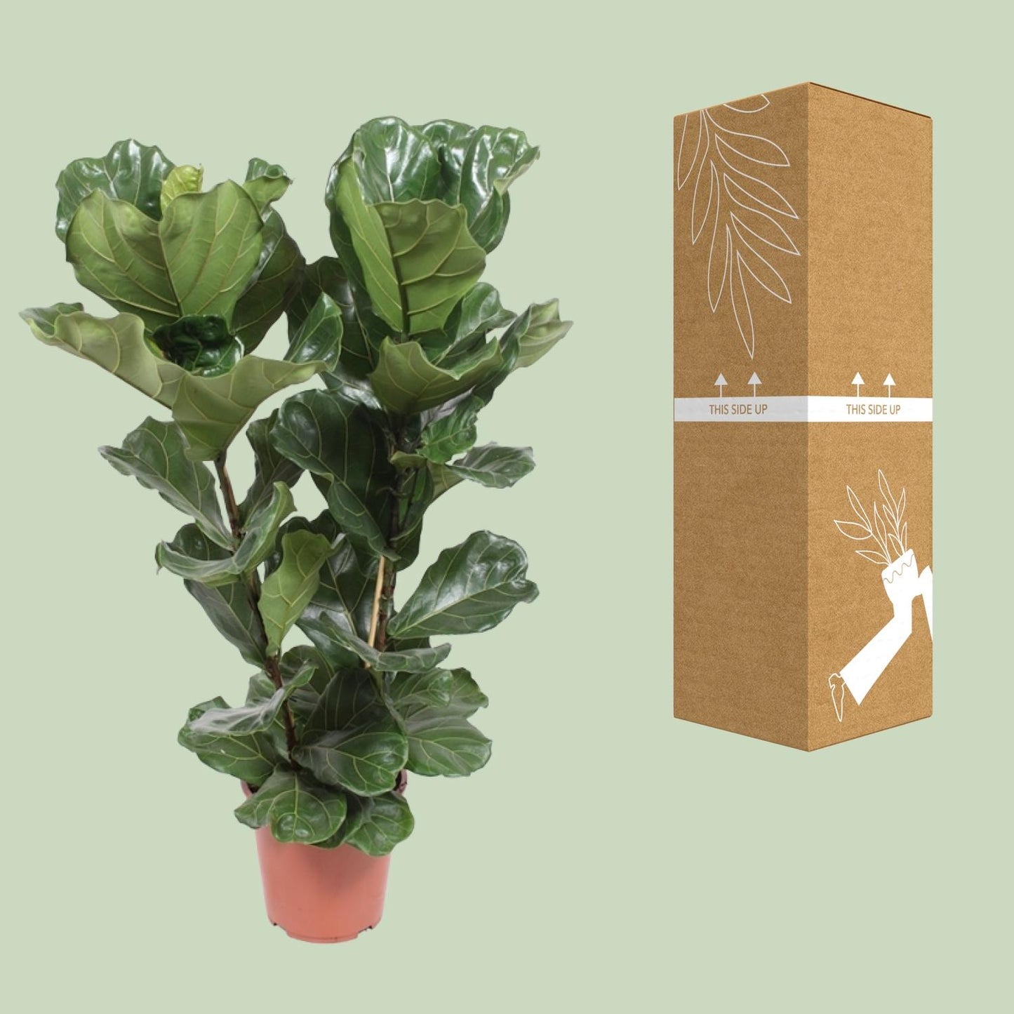 Ficus Lyrata - Ø27cm - ↕100cm bei Pflanzfix24