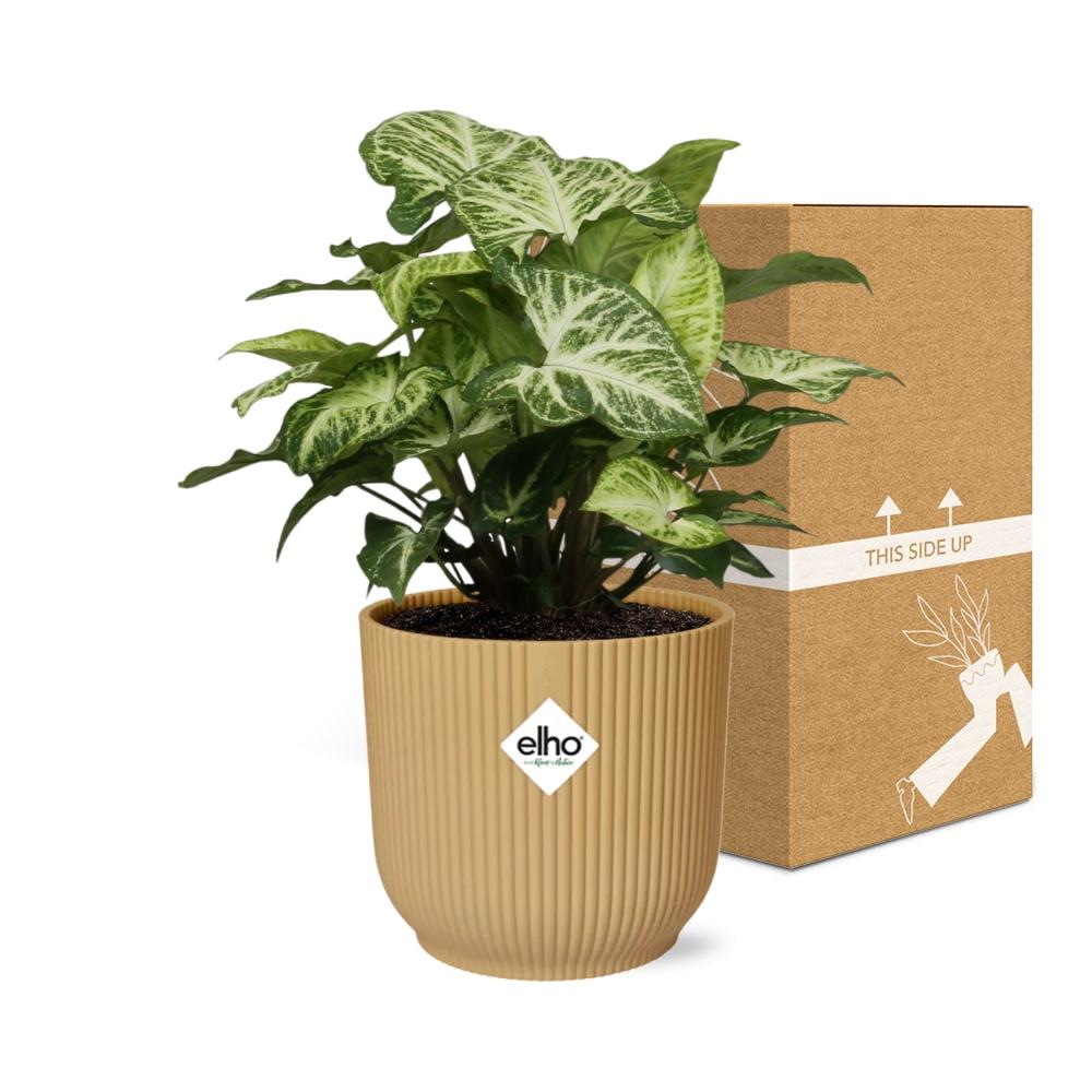 Syngonium Arrow in ELHO Vibes Fold 14cm geel - Pflanzfix24