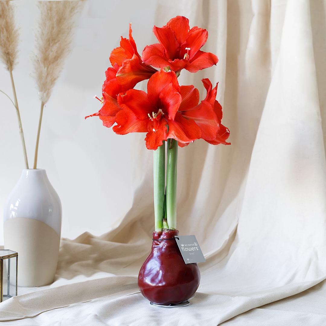 No Water Flowers® (wax amaryllis) | Waxz® Colours - Bordeaux + Red flower - Pflanzfix24