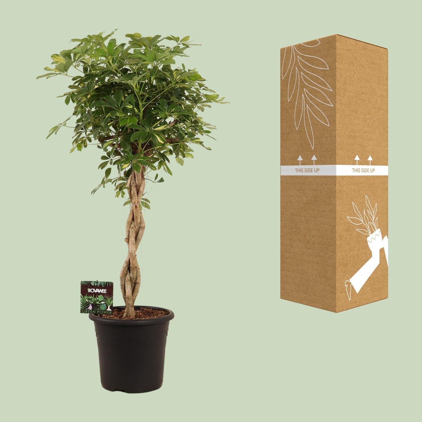 Schefflera Arb. Gold Capella - Ø32cm - ↕130cm by Pflanzfix24