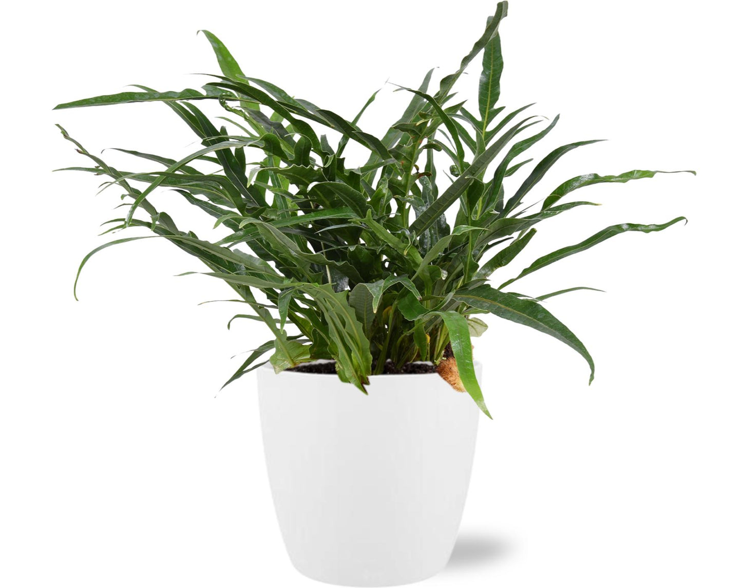 Aglaomorpha Coronans - Ø17cm - ↕45cm + Pot Brussels D18x17cm - Weiß bei Pflanzfix24.de - Pflanzfix24.de
