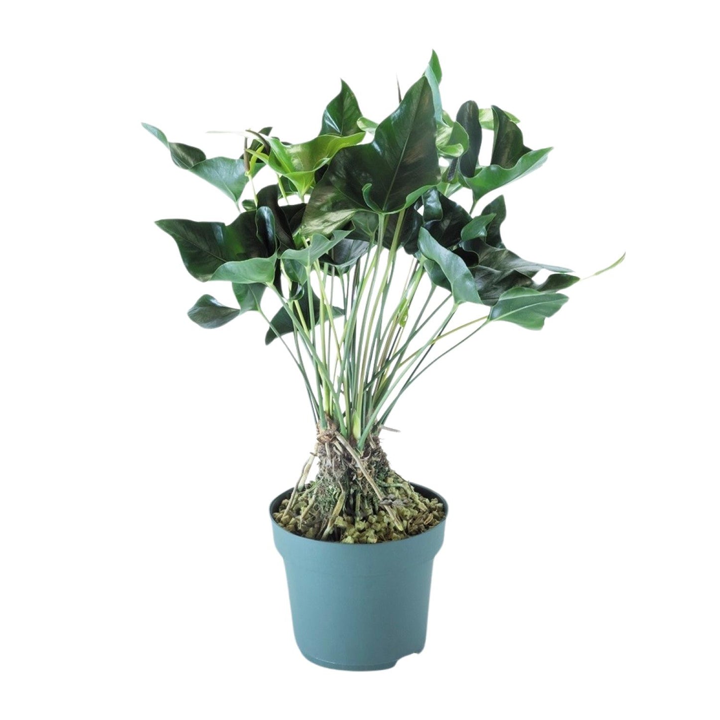Anthurium Arrow - Ø30cm - ↕80cm - Pflanzfix24