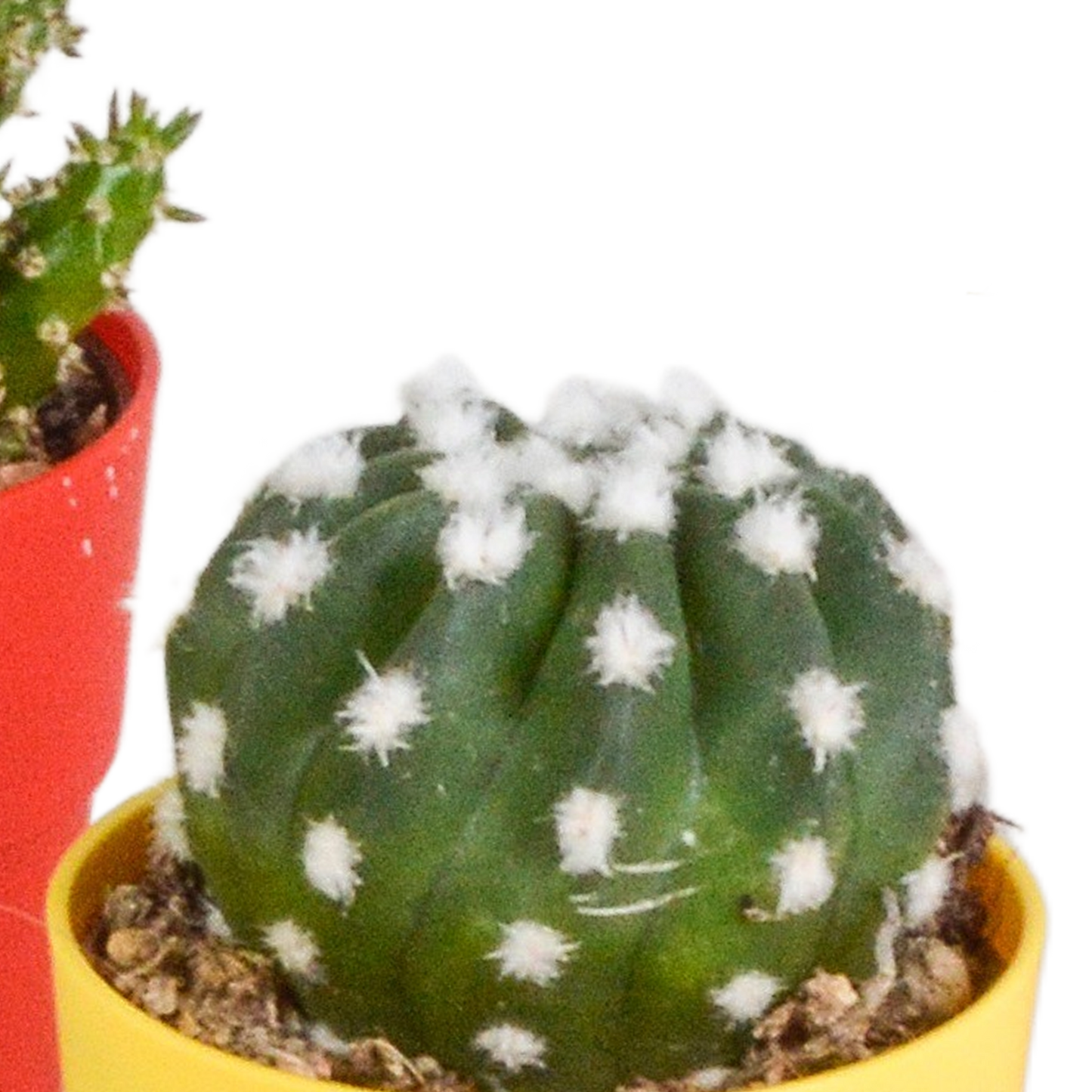 Kakteenmischung 5,5 cm - 5x - in gekleurde plasticpot - Pflanzfix24.de - Pflanzfix24.de