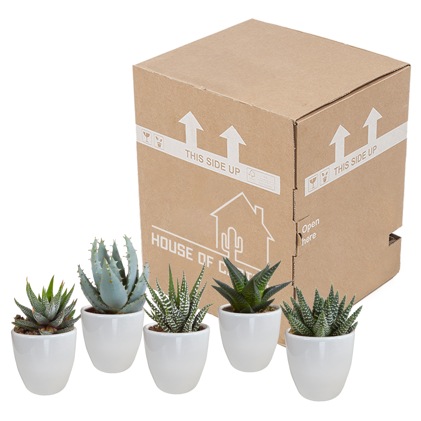 Gasteria/Haworthia-Mischung 5,5cm - 5x - Pflanzfix24.de - Pflanzfix24.de