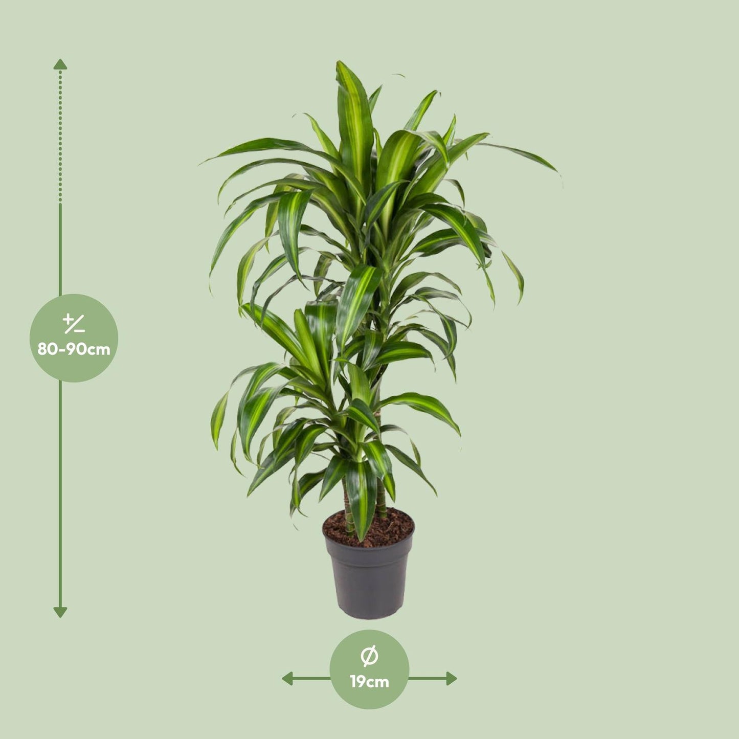 Dracaena Hawaiiana - Ø19cm - ↕90cm - Pflanzfix24