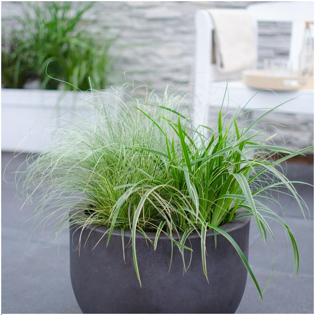 3 x Carex comans 'Frosted Curls' - Set von 3 - Ø 14 cm Topfgröße - Pflanzfix24