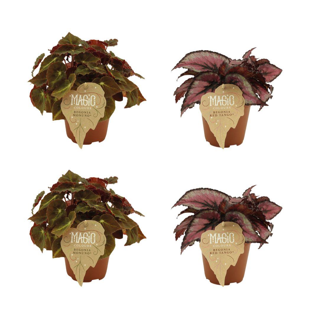 2x Begonia Rex Montuno - 2x Begonia Rex Red Tango - 4 stuks- Ø12cm - ↕25cm - Pflanzfix24