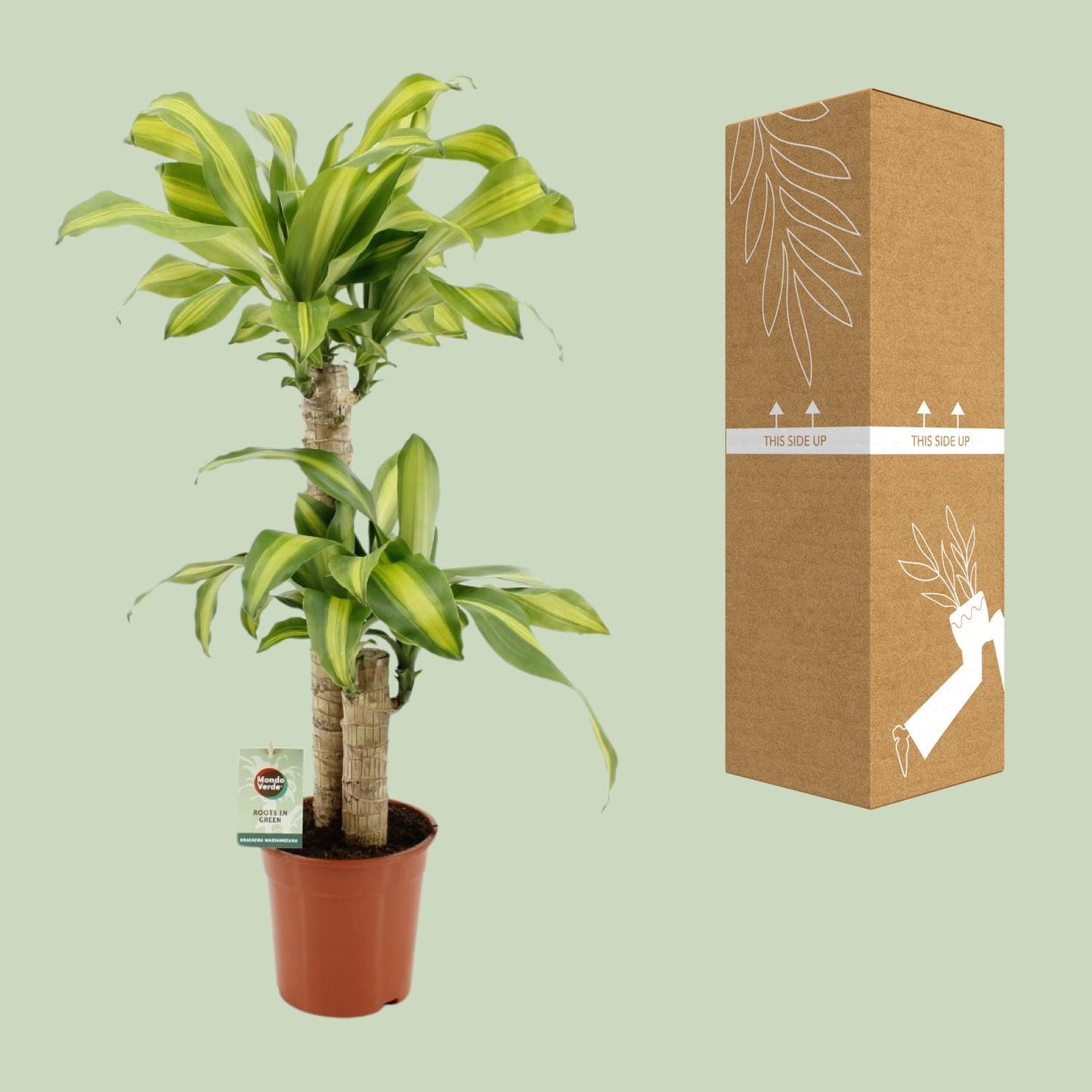 Dracaena Fragrans Massangeana - Ø19cm - ↕90cm von Pflanzfix24
