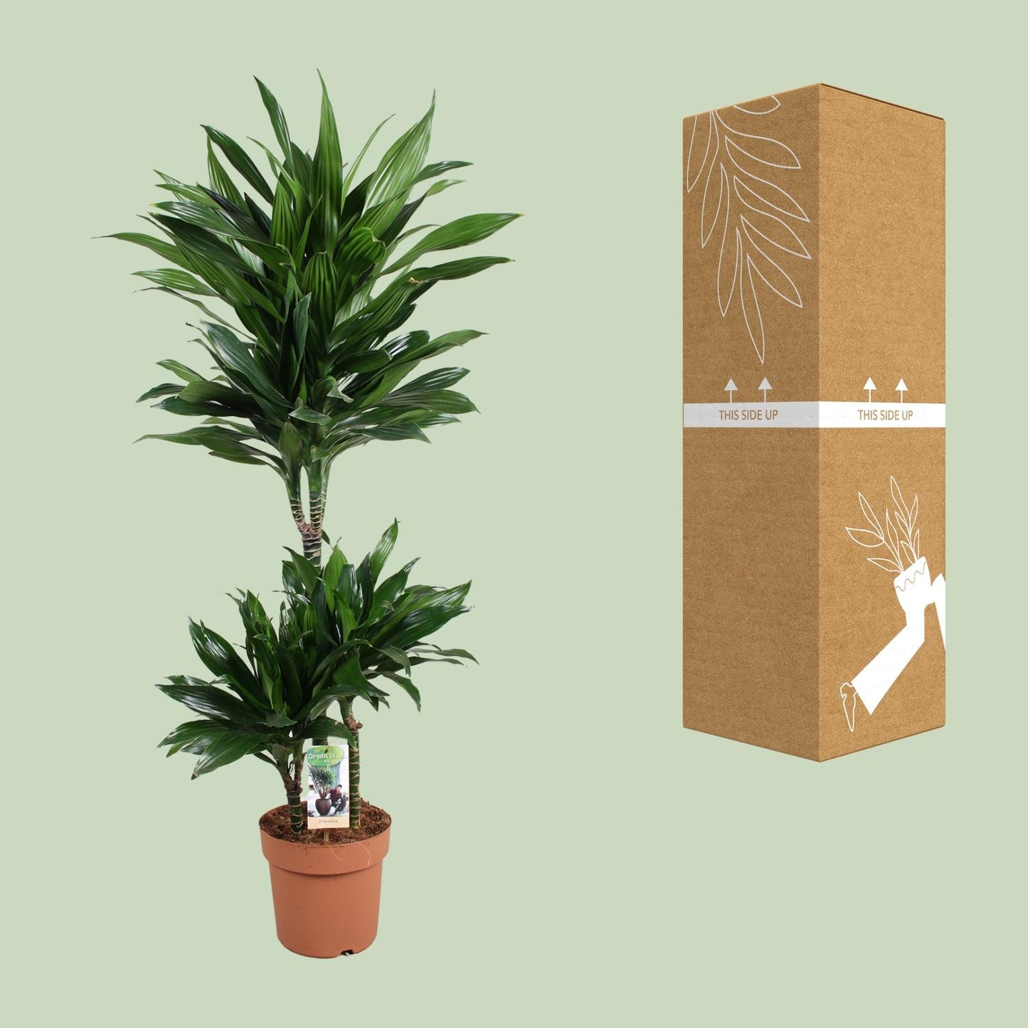 Dracaena Green Jewel 60-30-15 - Pflanzfix24