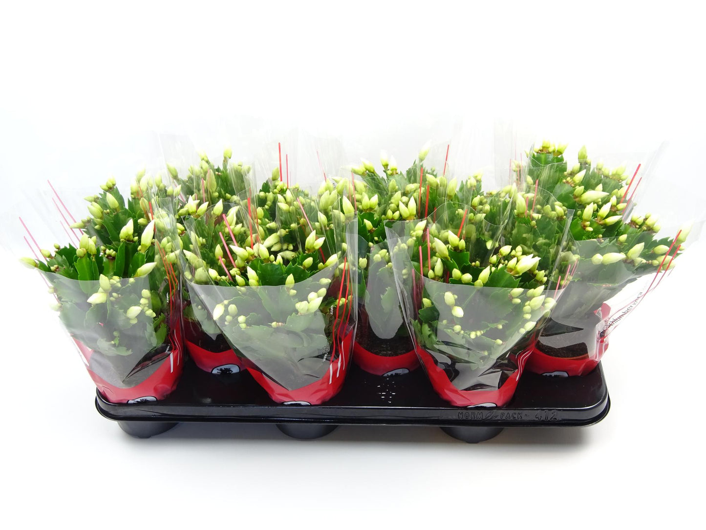Schlumbergera 10.5 Cm Wit - Ø10,5cm - ↕30cm bei Pflanzfix24