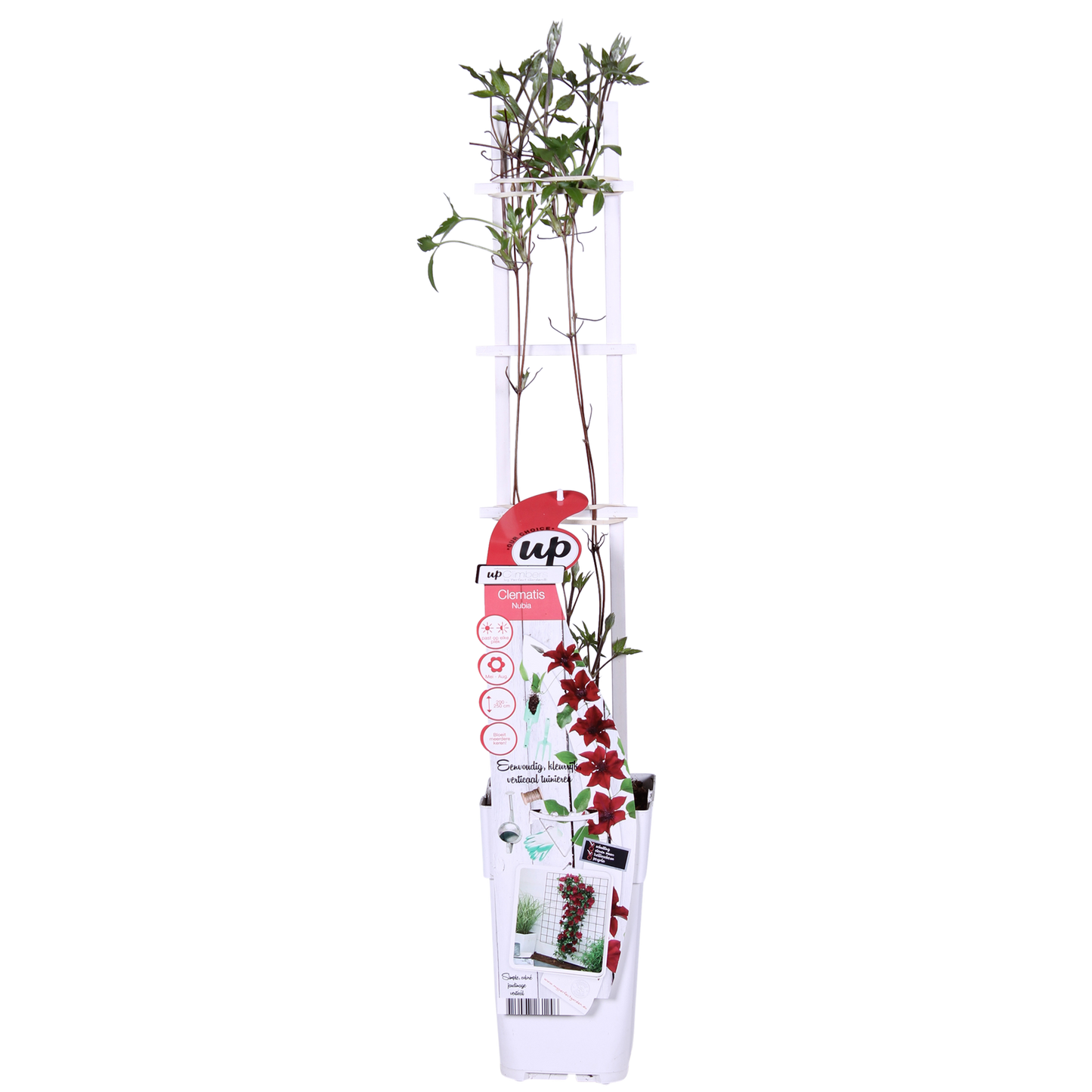 Clematis Nubia - Clematis Evison Rot - Ø15cm - ↕65cm - Pflanzfix24.de - Pflanzfix24.de