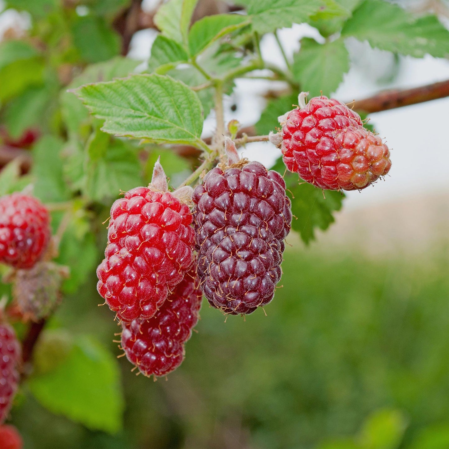 GreenboutiQ - Obstpflanze - Taybes - Rubus Tayberry - Rote Frucht - 2 Pflanzen - Topf 11cm Höhe 40cm - Pflanzfix24.de