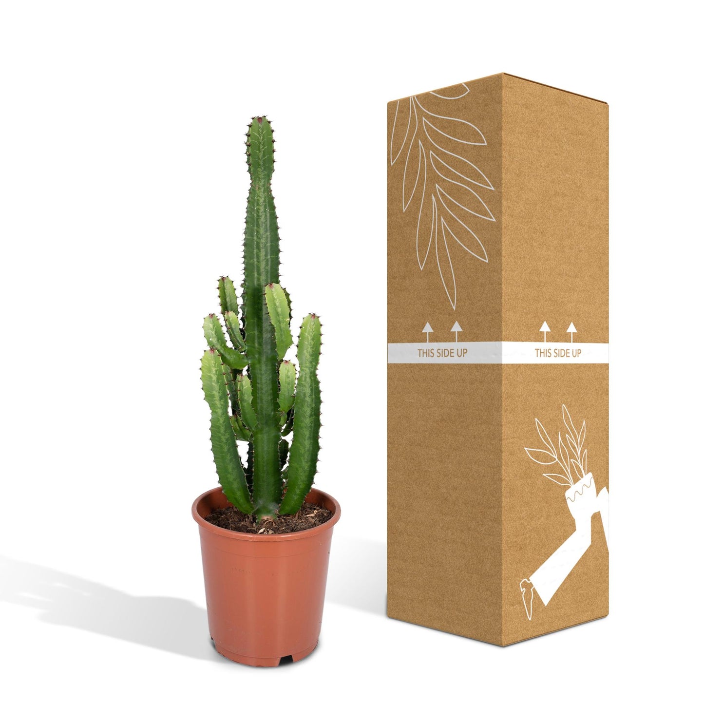 Euphorbia Acrurensis - Ø24cm - ↕60cm bei Pflanzfix24.de - Pflanzfix24.de