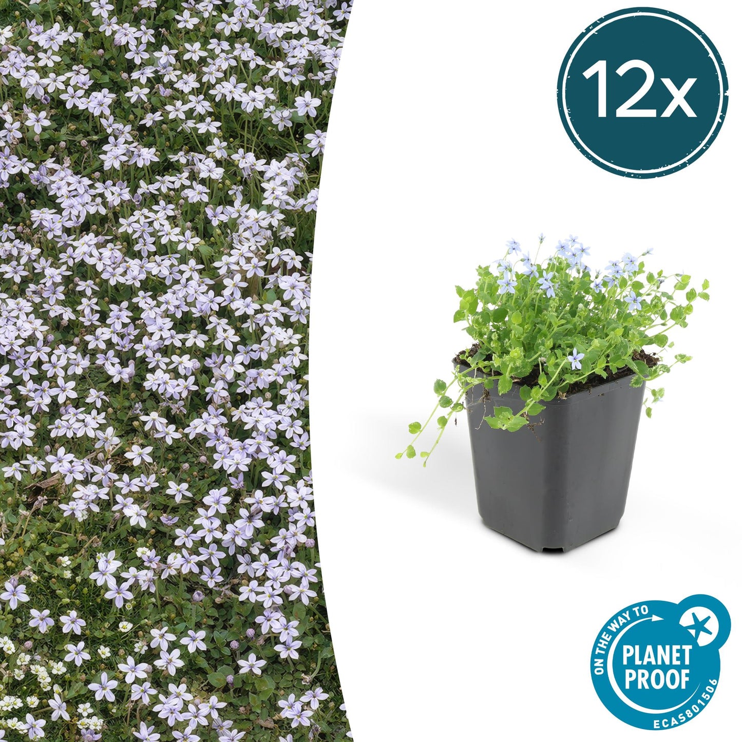 12x Isotoma fluviatilis – Blauer Sternteppich Bodendecker | Pflanzfix24.de - Pflanzfix24.de