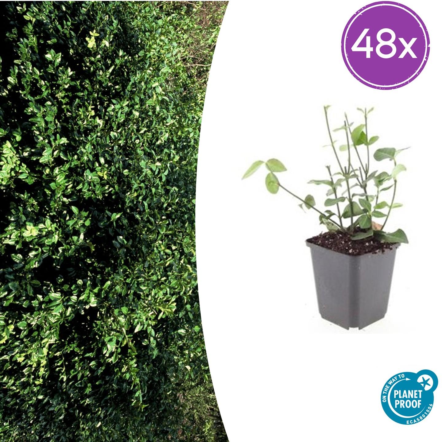 48x Euonymus fort. 'Coloratus' - ↕10-25cm - Ø9cm - Pflanzfix24
