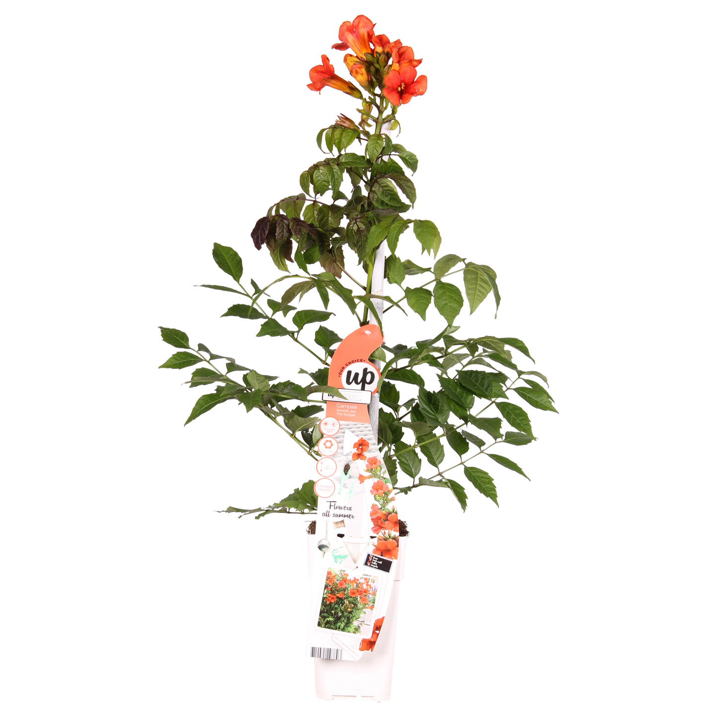 Campsis Summer Jazz Fire Trumpet - Ø19cm - ↕70cm - Ø15 - ↨65cm - Pflanzfix24.de - Pflanzfix24.de