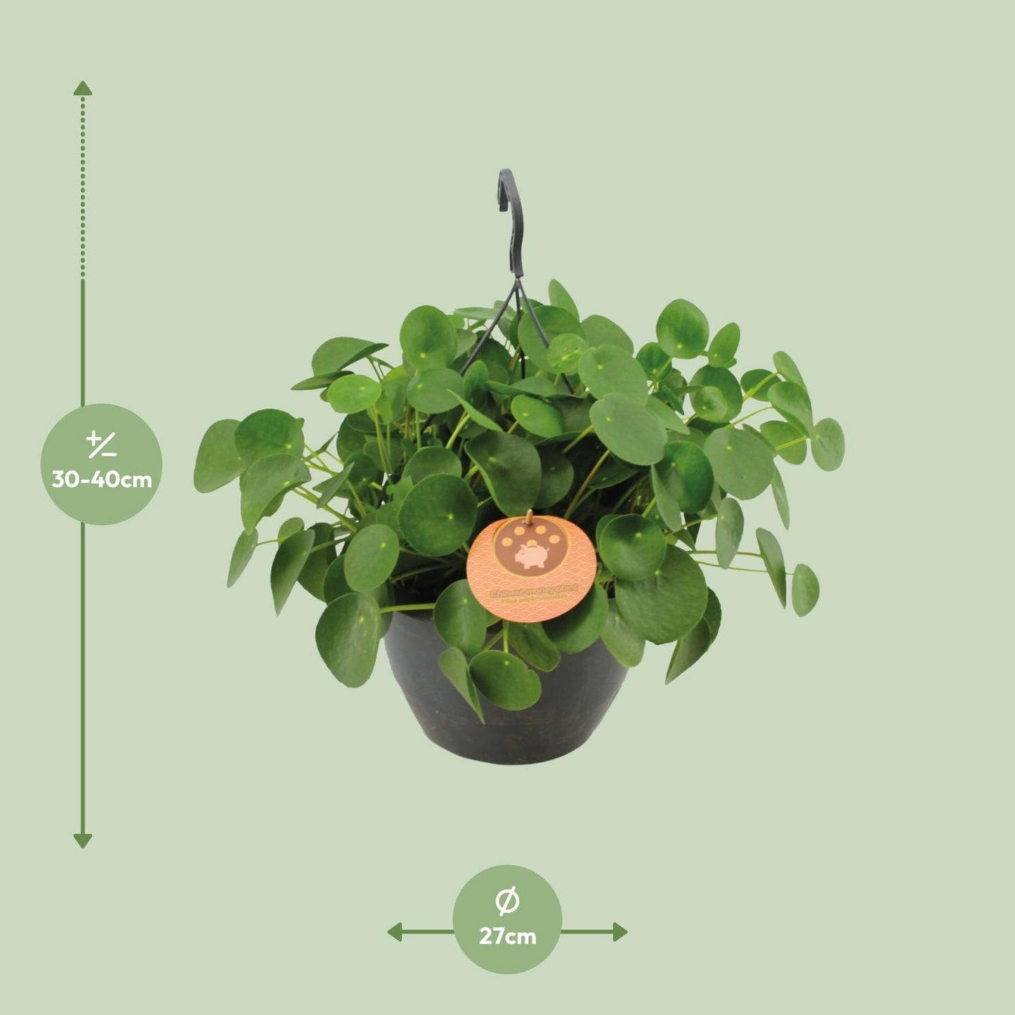 Pilea Peperomioides - Aluminium-Pflanze - Ø27cm - Pflanzfix24