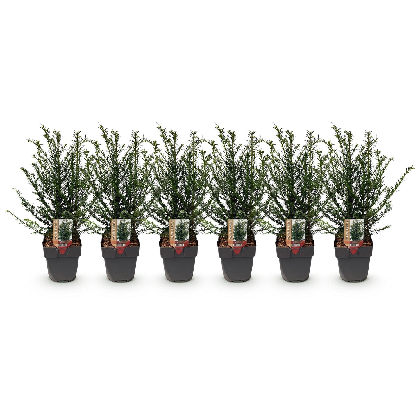 Heckenpflanzen - Taxus baccata - 6 Pflanzen - 1m - Topf 17cm Höhe 60cm - Pflanzfix24.de - Pflanzfix24.de