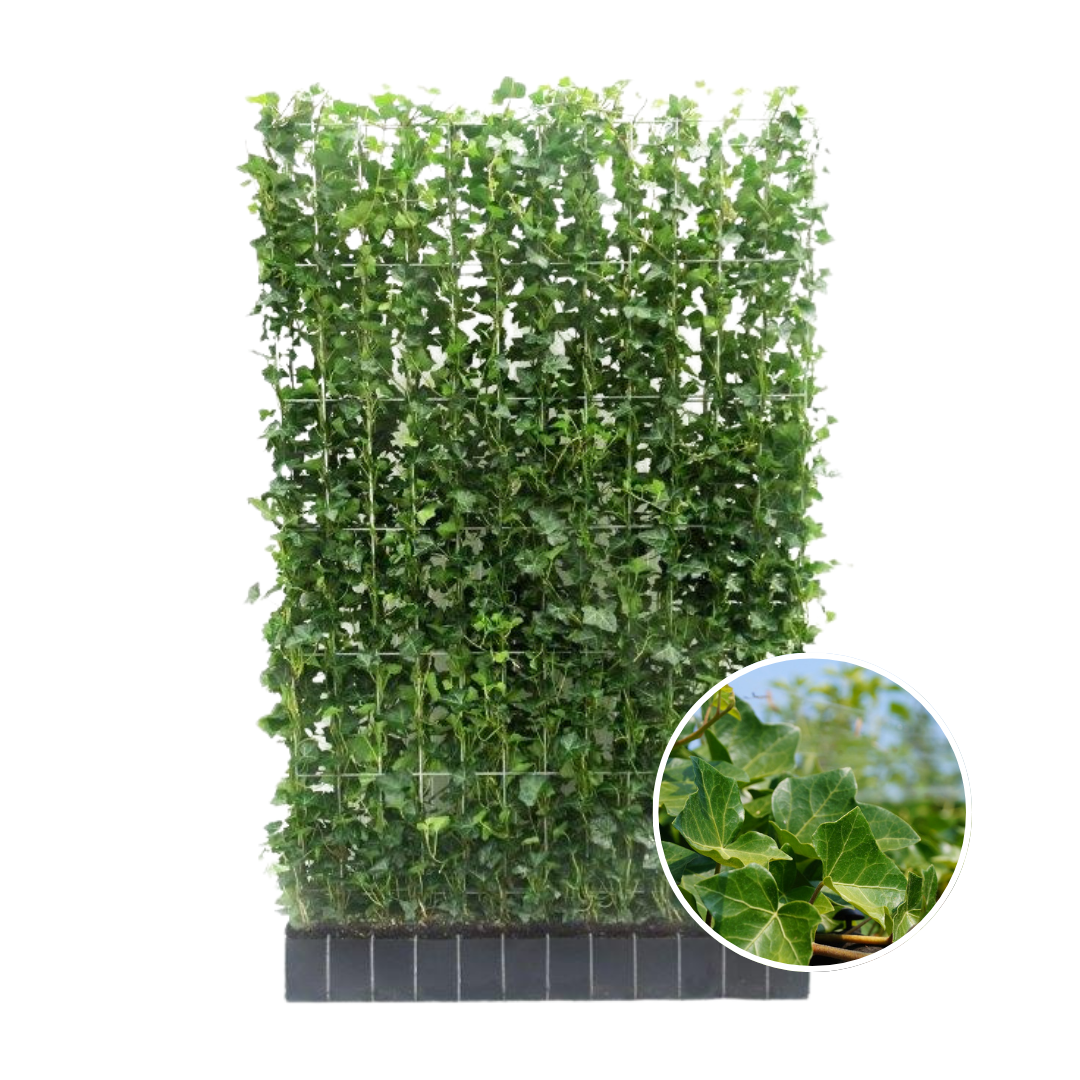 Hedera Hibernica Fertighecke - 150 cm - Pflanzfix24.de - Pflanzfix24.de