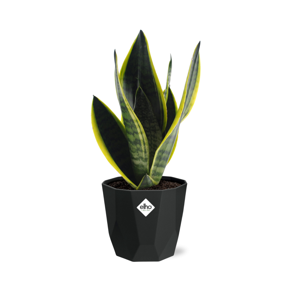 Sansevieria Futura Superba in 14cm b.for rock living black - Pflanzfix24