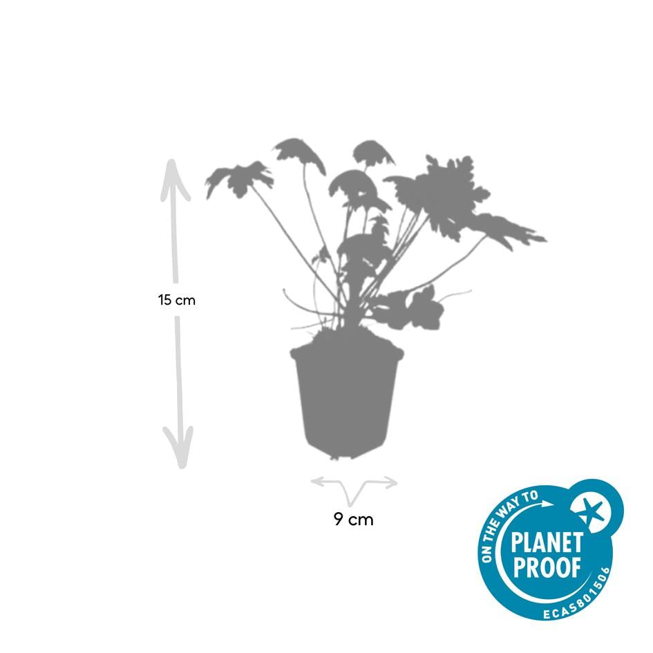 6x Geranium macr. 'Spessart' - ↕10-25cm - Ø9cm von Pflanzfix24