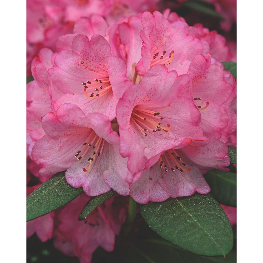 Rhododendron 'Wine & Roses' - Ø13cm - ↕20cm - Pflanzfix24
