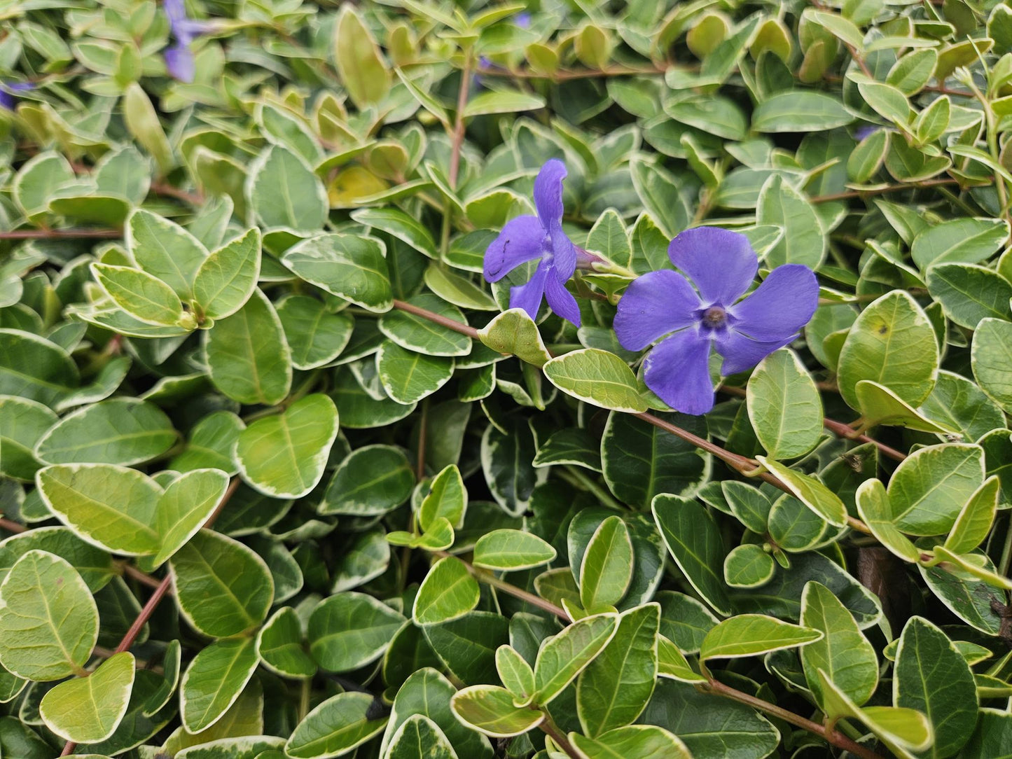 40x Vinca minor Argenteovariegata Bodendecker - Pflanzfix24