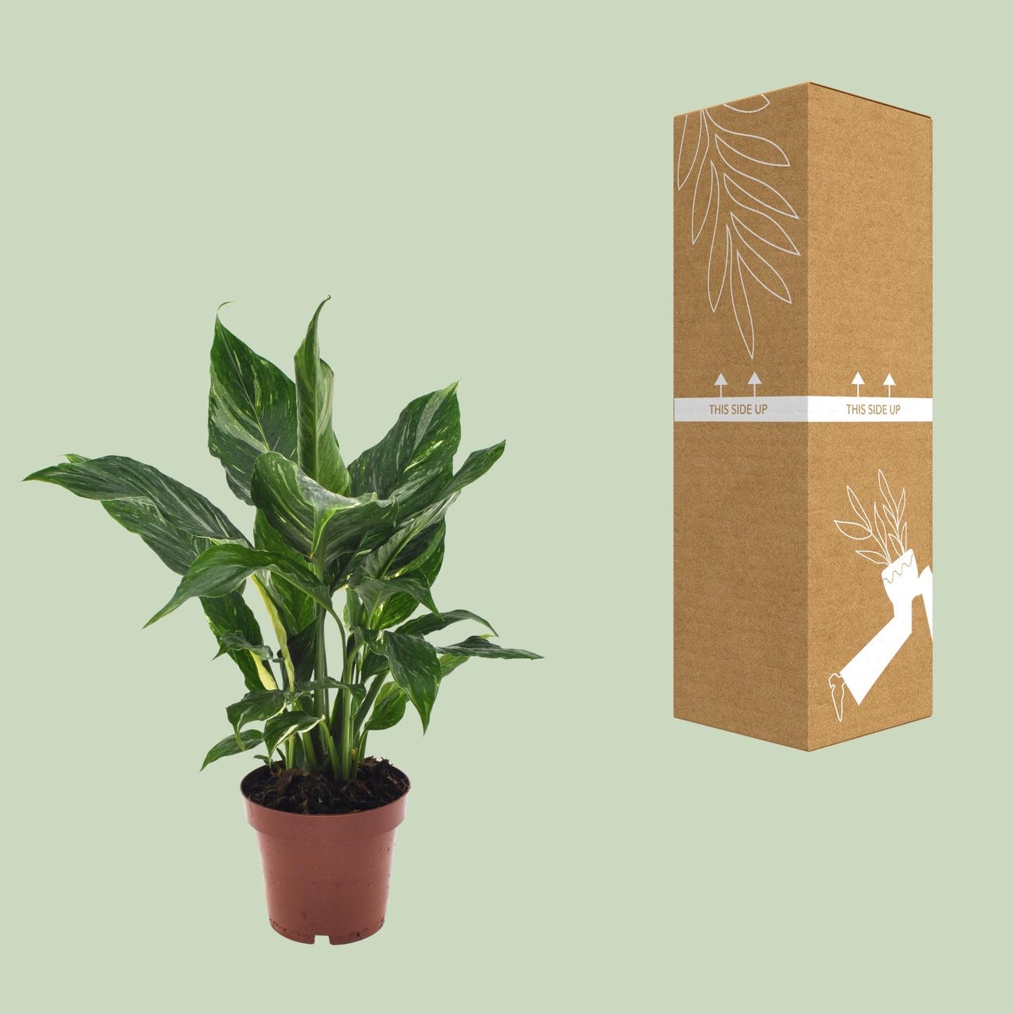 Spathiphyllum Diamond 40 cm – Friedenslilie – Pflanzfix24