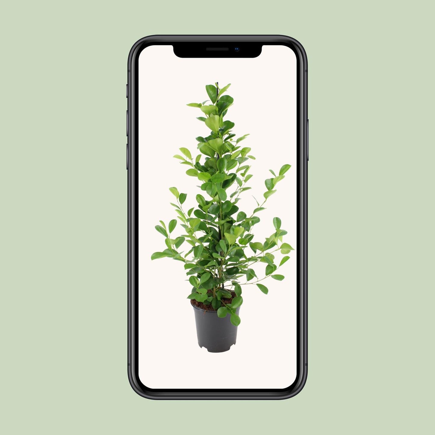 Ficus microcarpa Moclame - Ø21cm - ↕95cm - Pflanzfix24.de - Pflanzfix24.de