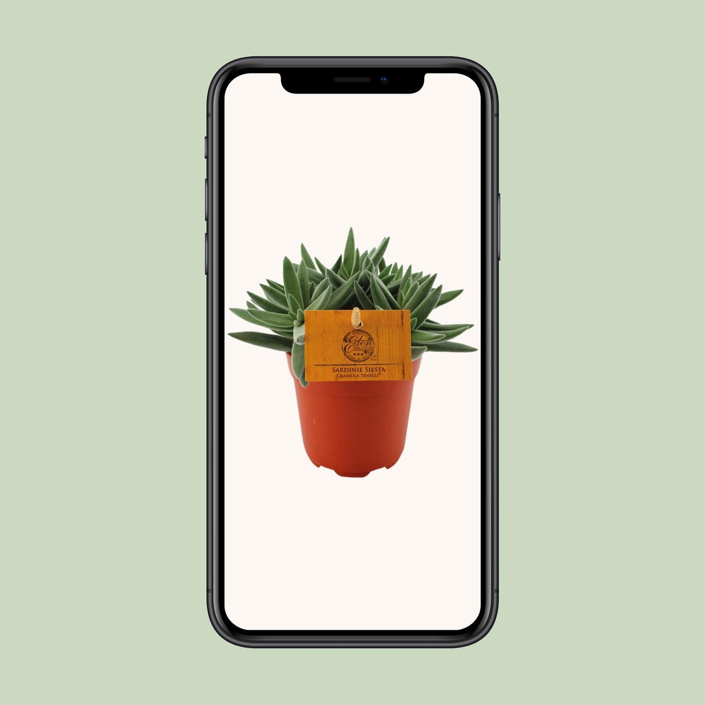 Crassula Tenelli - Ø11cm - ↕15cm bei Pflanzfix24