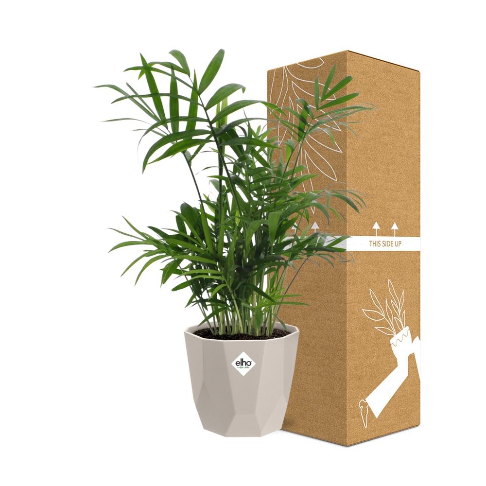 Chamaedorea in ELHO b.for rock 14 cm warm grey - Pflanzfix24