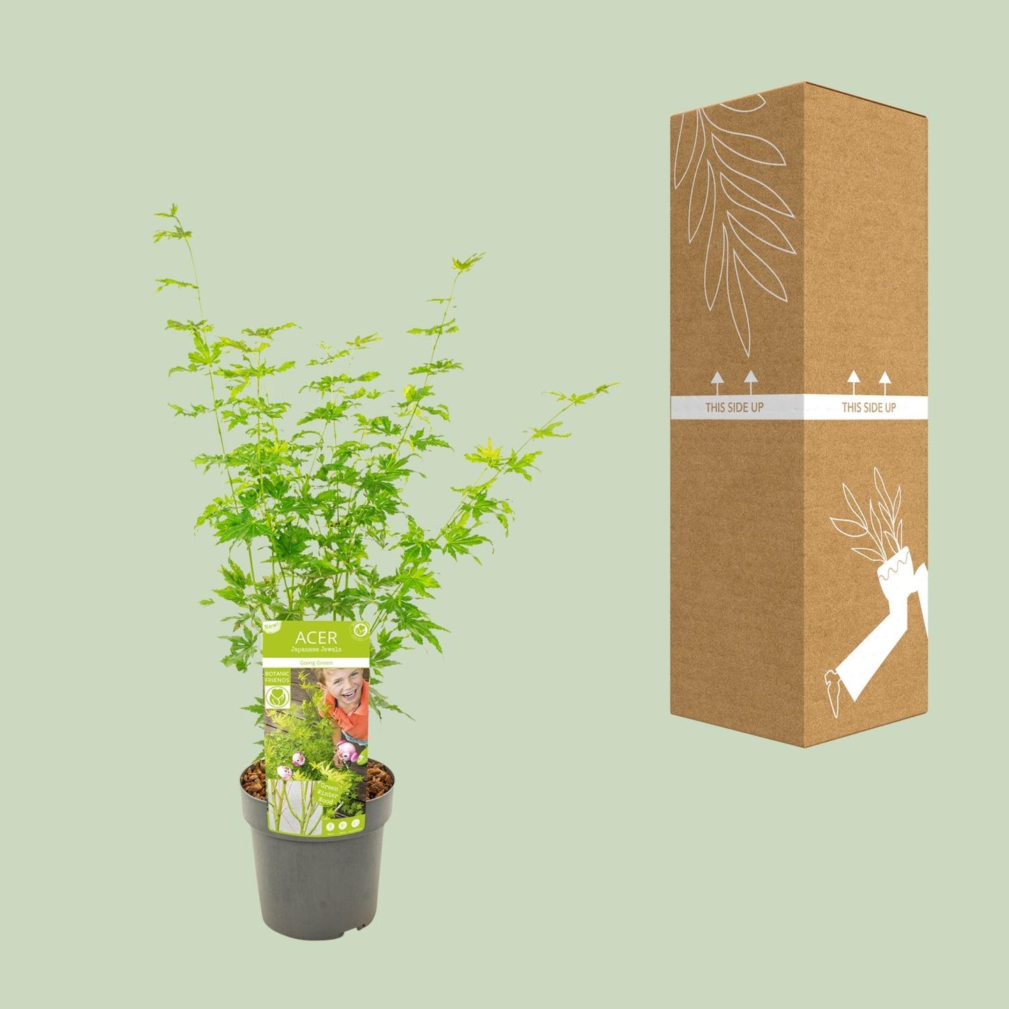 Acer palmatum Going Green - Ø19cm - ↕50cm - Pflanzfix24.de - Pflanzfix24.de