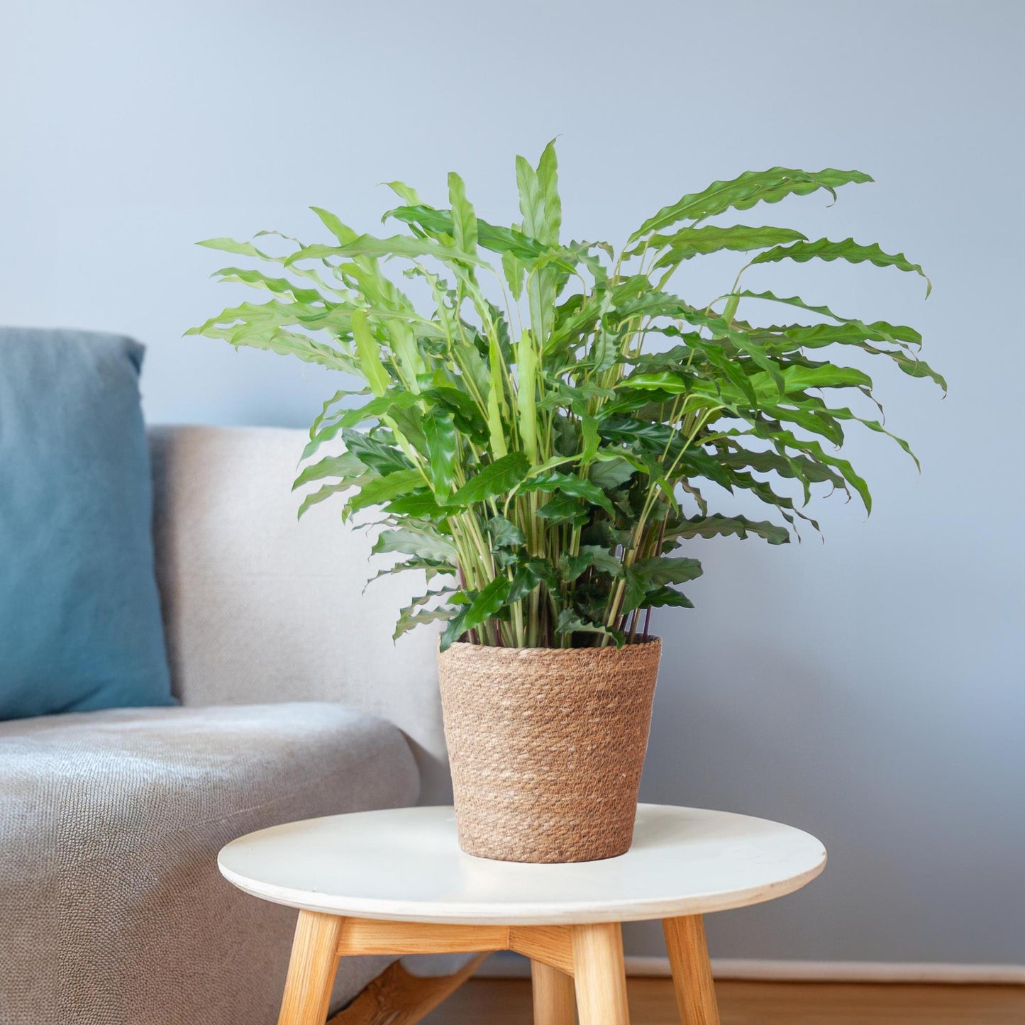 Calathea Rufibarba - Samt-Calathea im Sofia-Korb - 55cm - Pflanzfix24