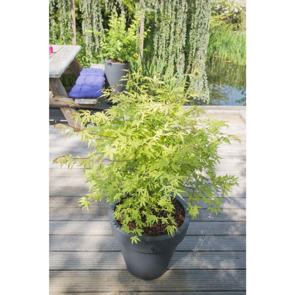 Acer palm. 'Anne Irene' - Ø19cm - ↕40cm - Pflanzfix24