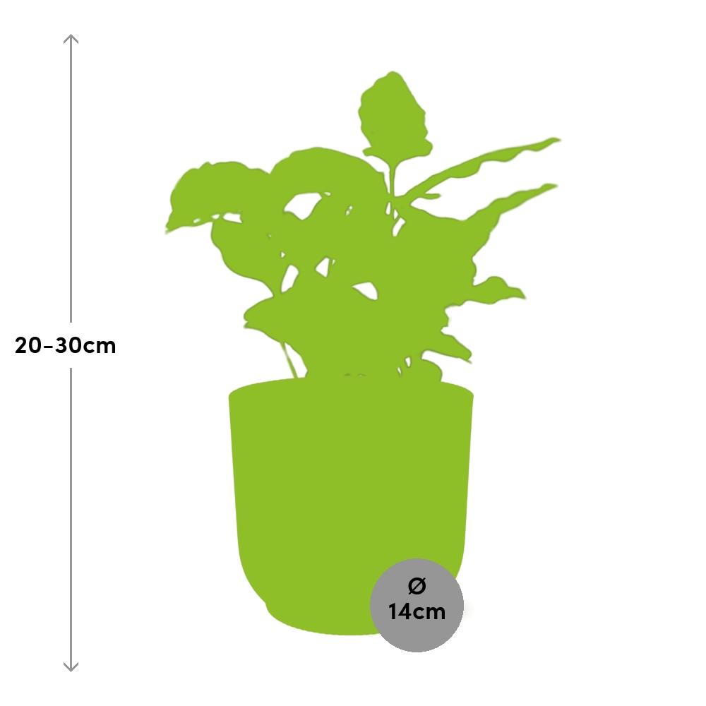 Arabica-Kaffee Pflanze in ELHO Vibes Fold 14cm - Pflanzfix24