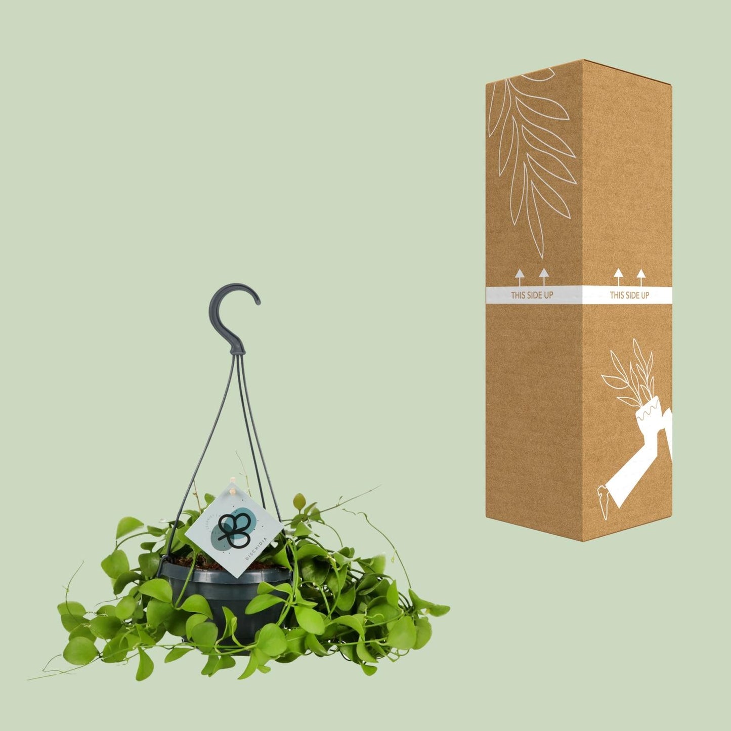 Dischidia Imbricata - Ø14 ↕40 von Pflanzfix24.de - Pflanzfix24.de