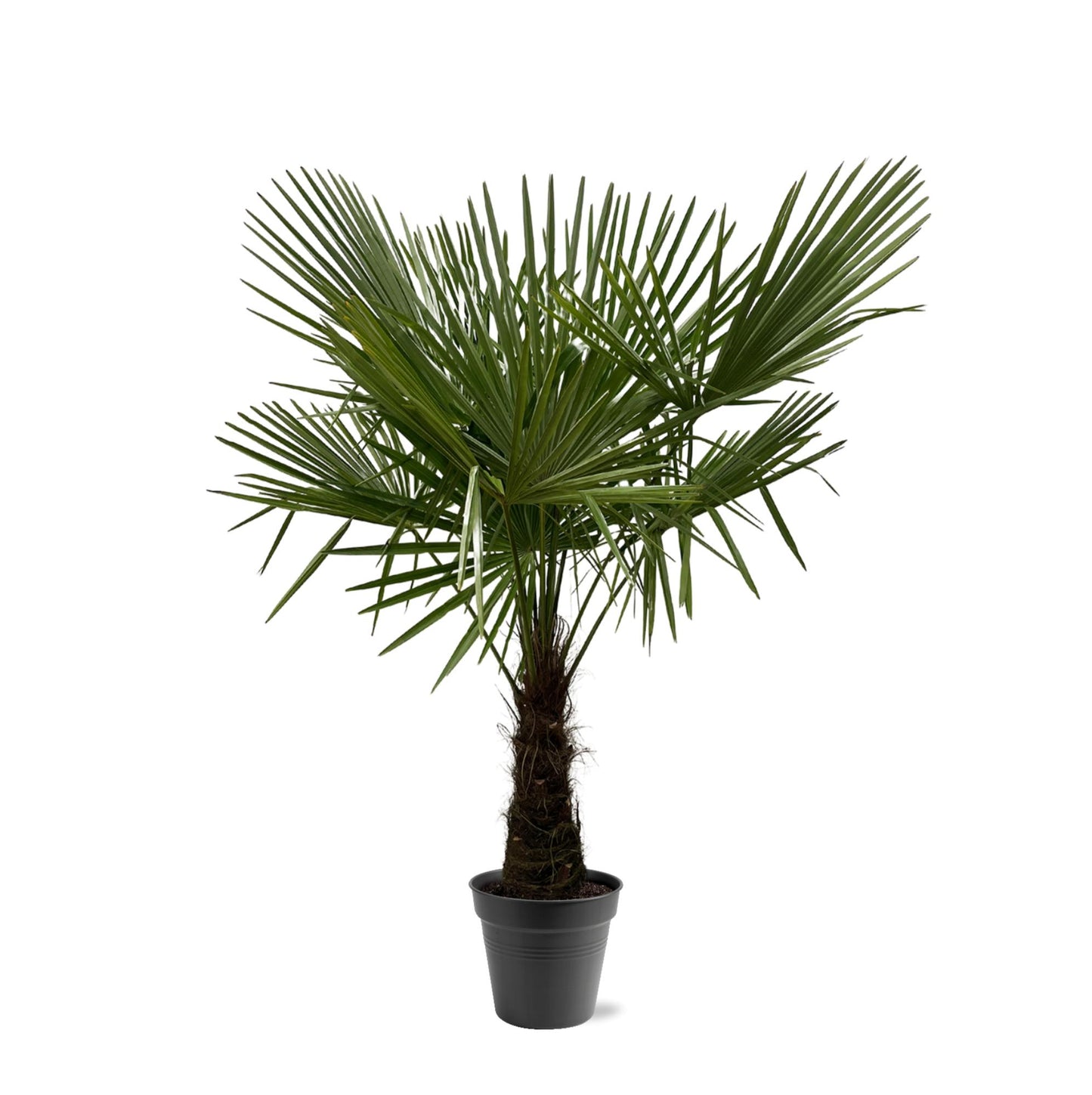 Trachycarpus Fortuneii Palme 160-180cm – Robust & Exotisch | Pflanzfix24.de - Pflanzfix24.de