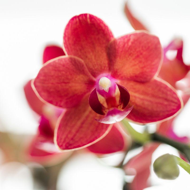 Phalaenopsis Orchidee Rosa-Lila „Congo“ im Diabolo Travertin Topf Ø9cm | Pflanzfix24