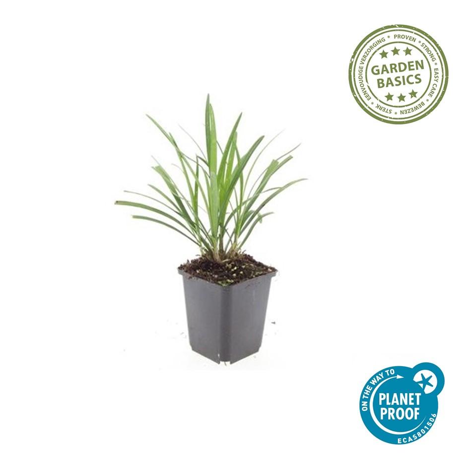 12x Liriope muscari 'Ingwersen' Bodendecker 10-25cm – Pflanzfix24.de - Pflanzfix24.de