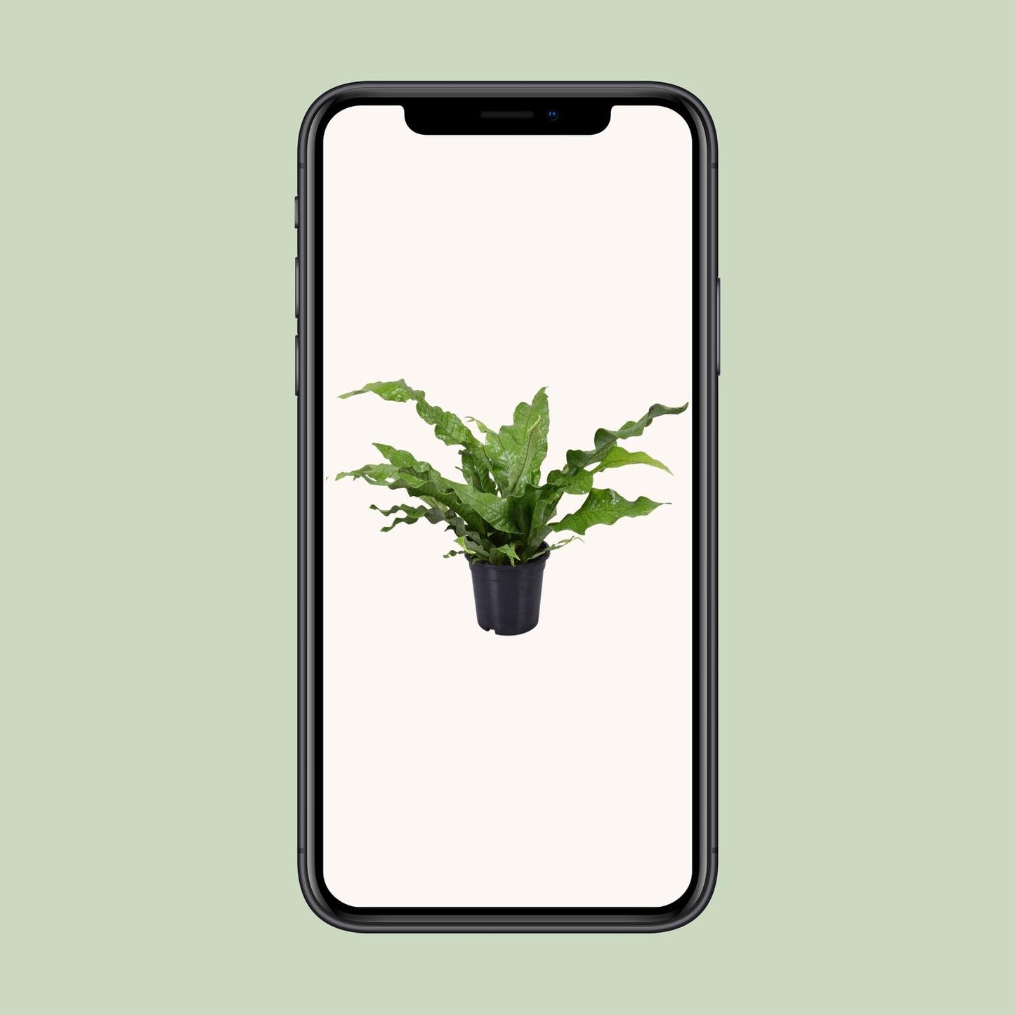 Microsorum diversifolium Kängurufarn Ø17cm | Pflanzfix24.de - Pflanzfix24.de
