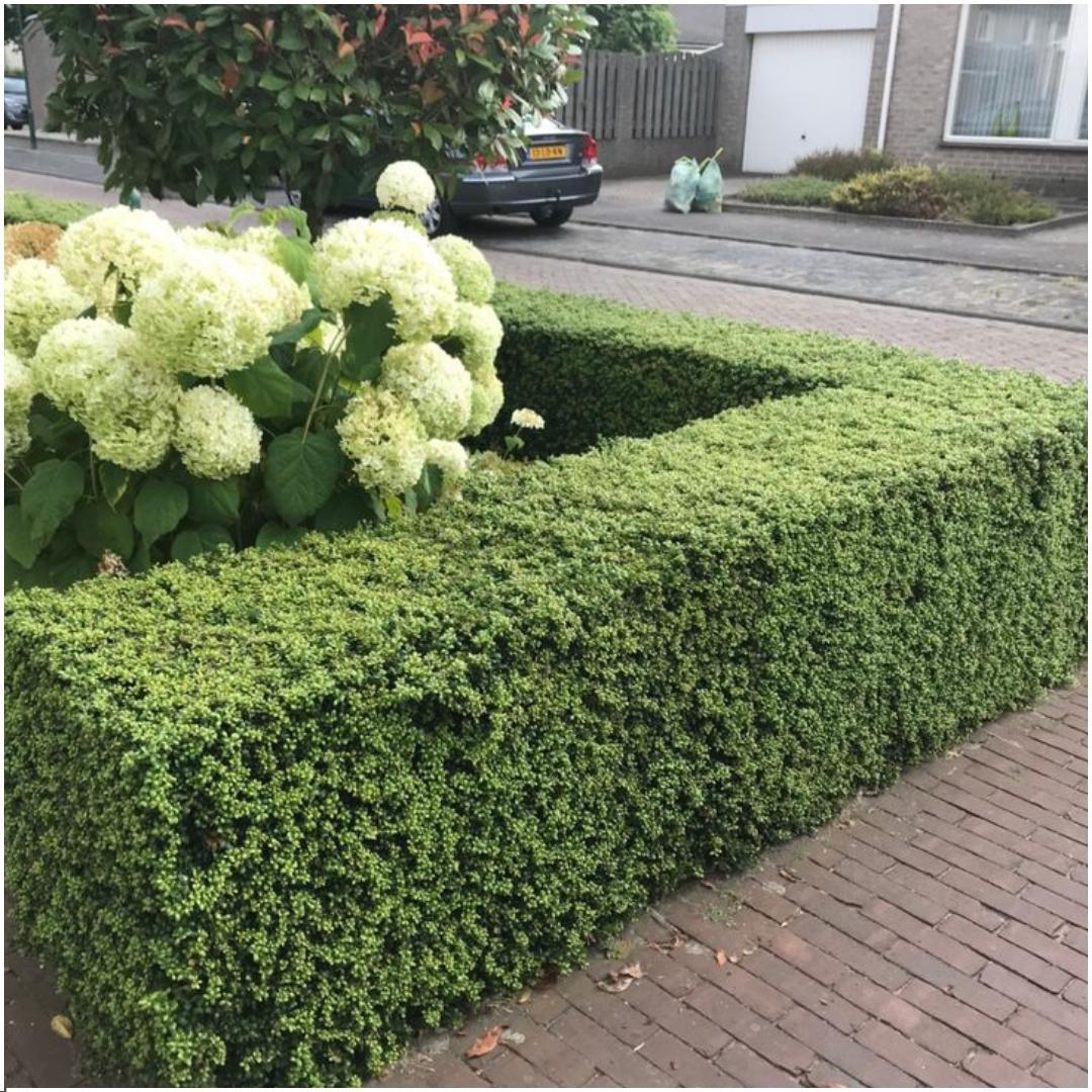 24x Ilex crenata 'Jenny' - 24 x Ø7 cm - pflanzfix24
