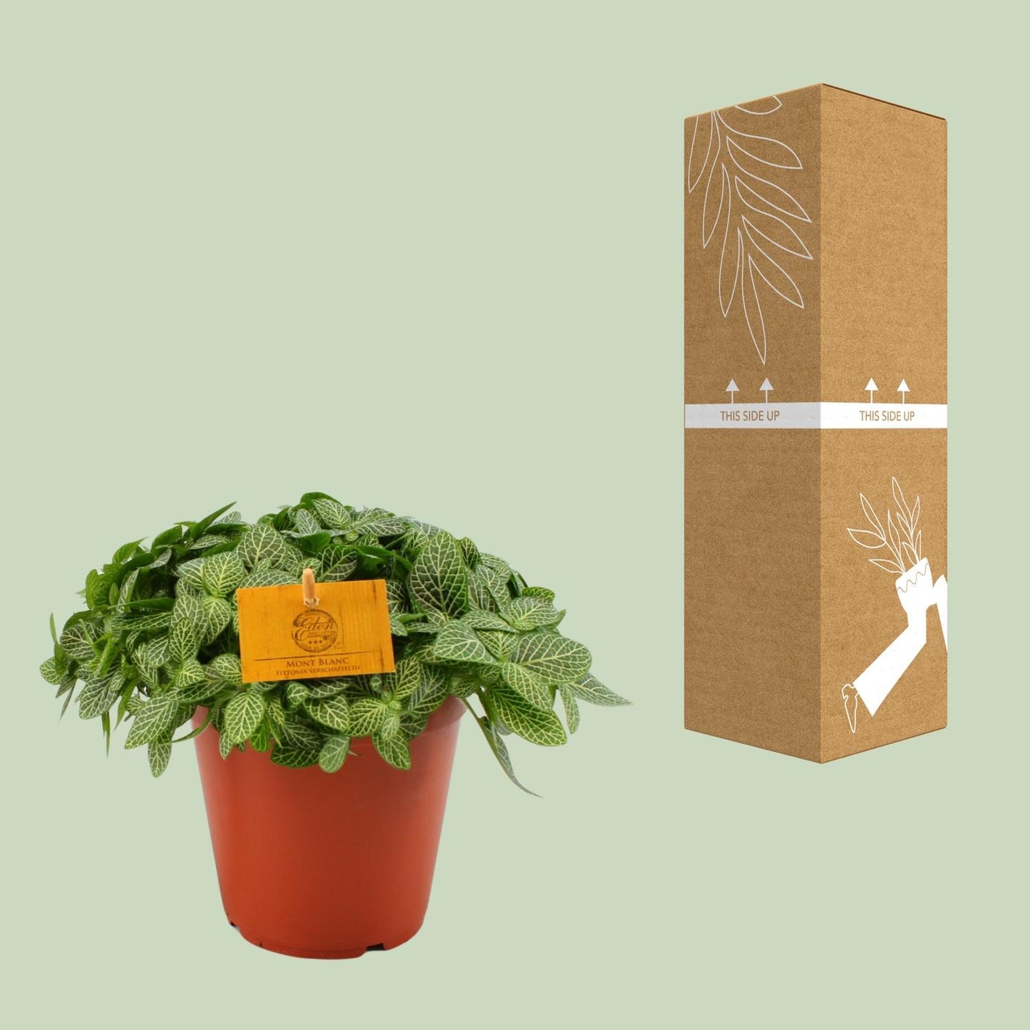 Fittonia Verschaffeltii - Ø15cm - ↕25cm bei Pflanzfix24